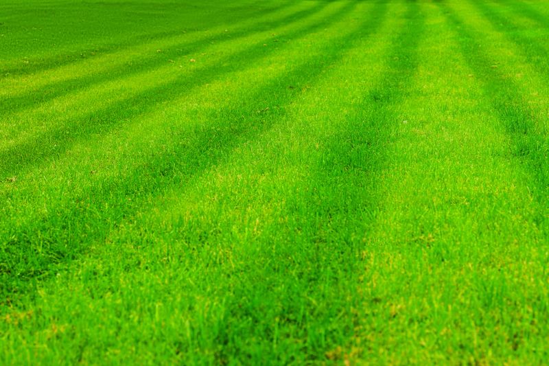 Green lawn with fresh cut stripes creating a natural background texture