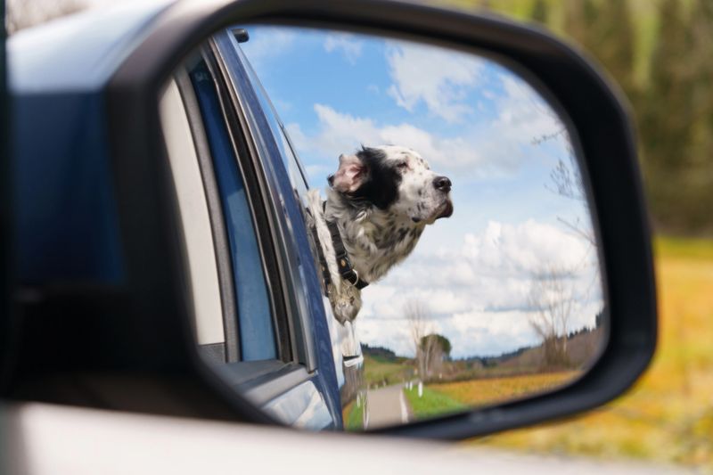 Adventurous dog is looking outside and enjoy the view from car window in Tuscany, Italy