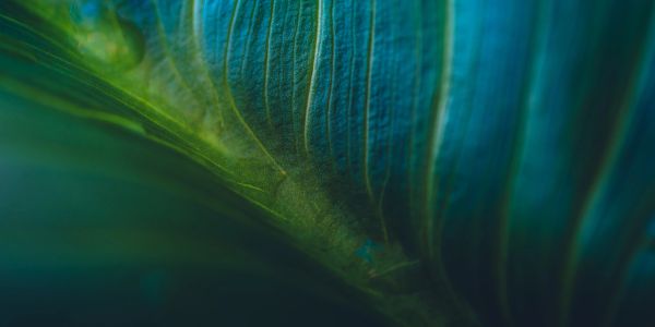 Close-up of a vibrant green and blue leaf.