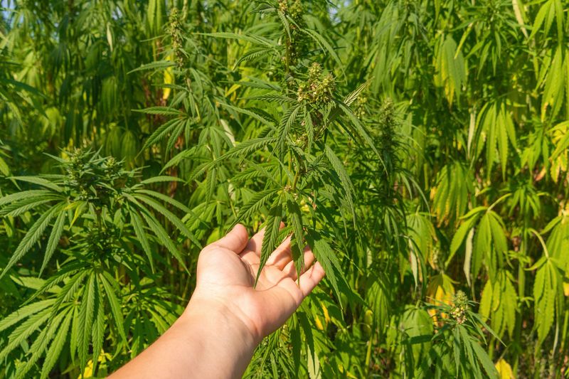 Hand holding hemp plant in sunlit field.