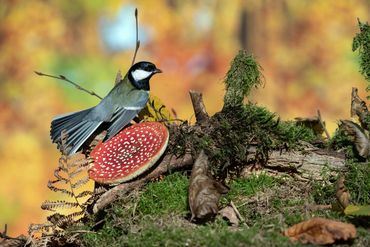   "For educational/identification purposes only."