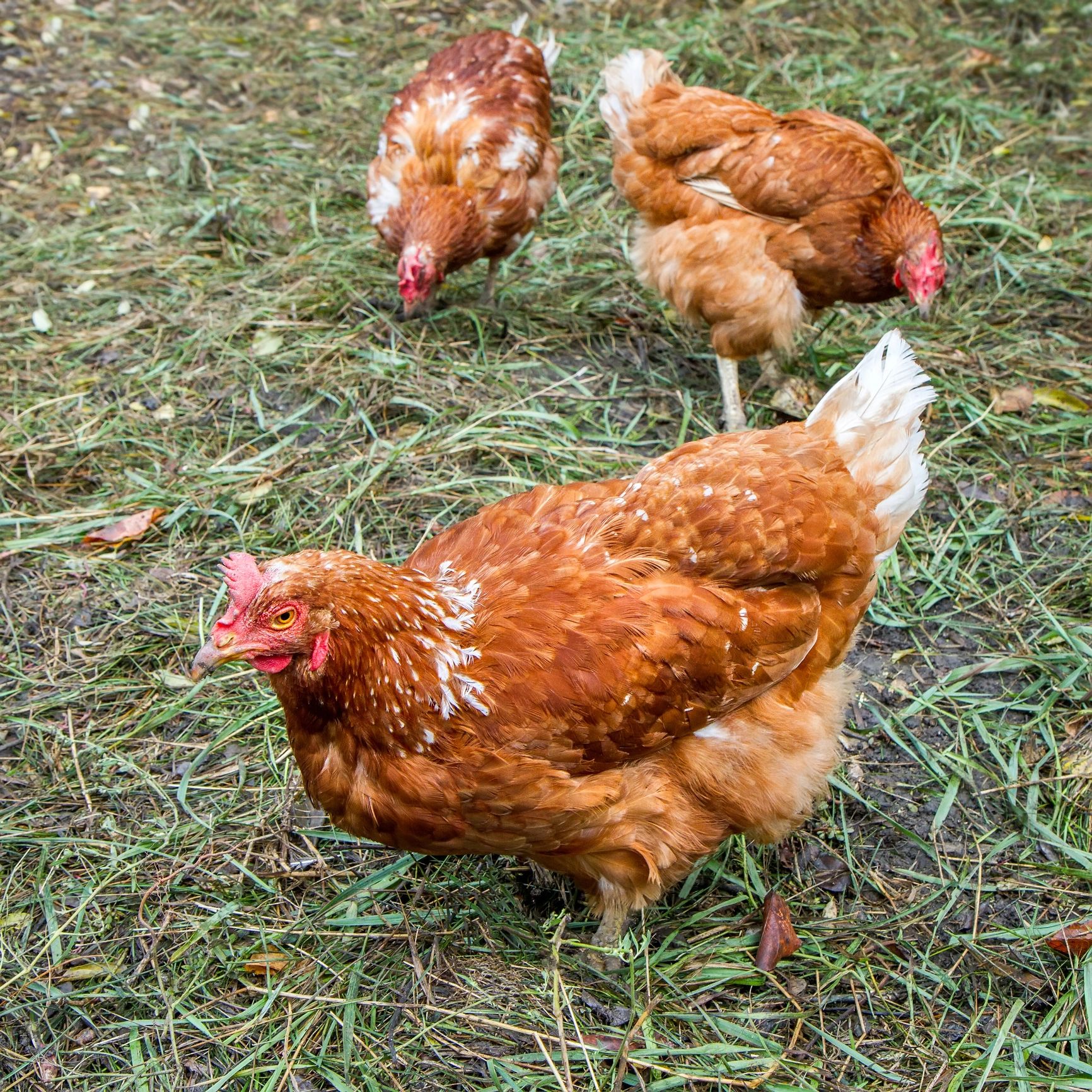 Three brown chickens pecking on grass-covered ground outdoors.
