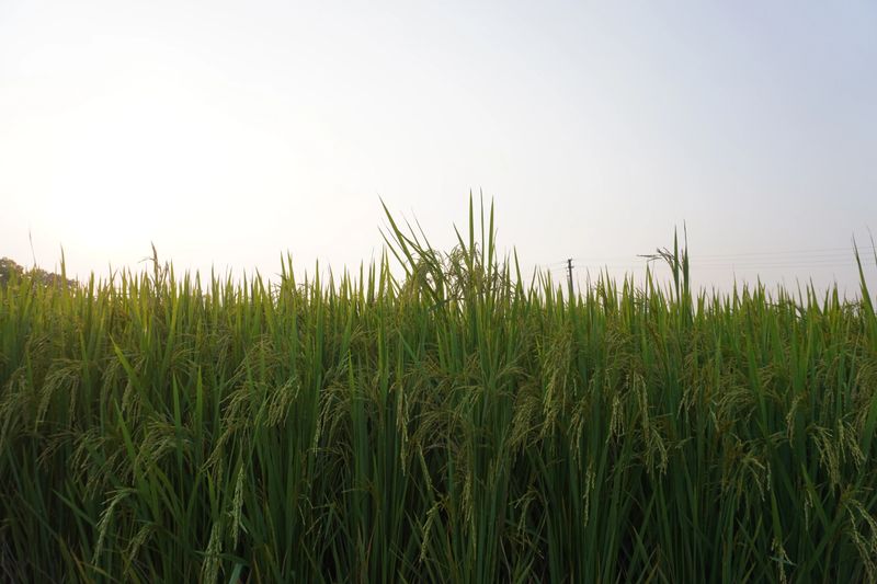 Sunlit rice fields with golden grain heads capture the harvest-ready beauty of mature paddy crops