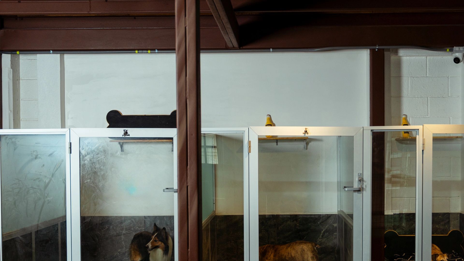 Three dogs inside glass enclosures in an indoor facility.