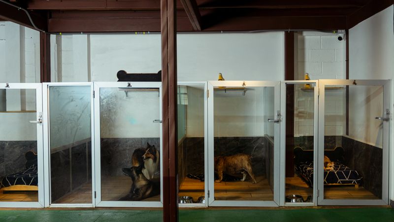 Dogs resting in clean enclosures at a professional dog boarding facility