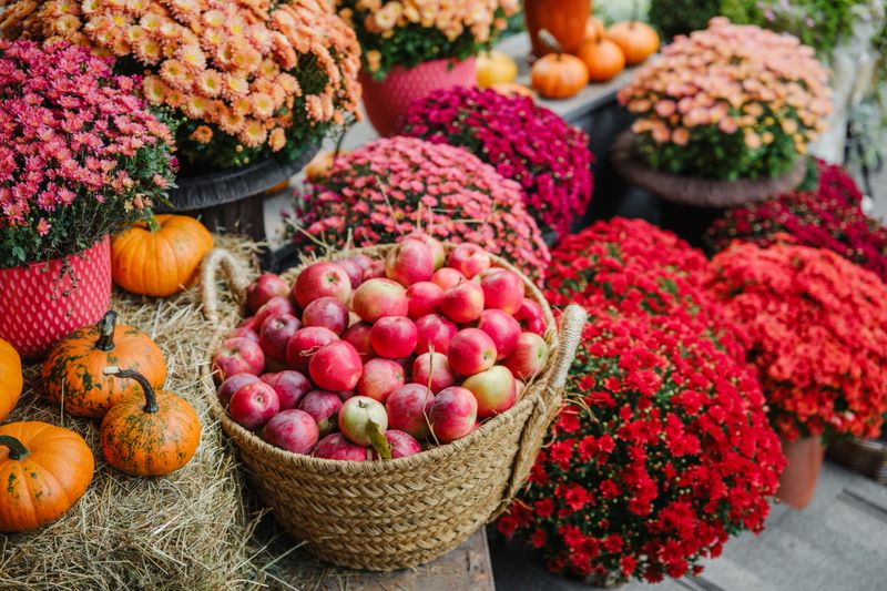 Abundant autumn harvest of apples and pumpkins with vibrant mum flowers