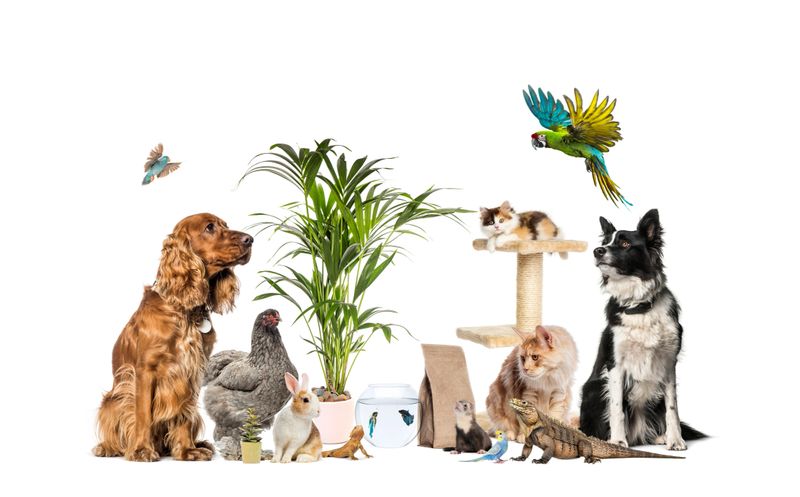 Many different domestic animals gathering on a white background, representing pet diversity