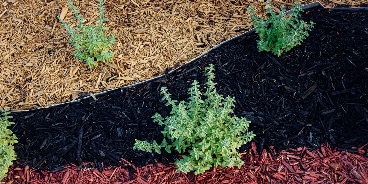 Young plants in colorful mulch bed.