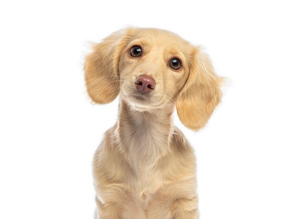 A curious golden puppy tilting its head.