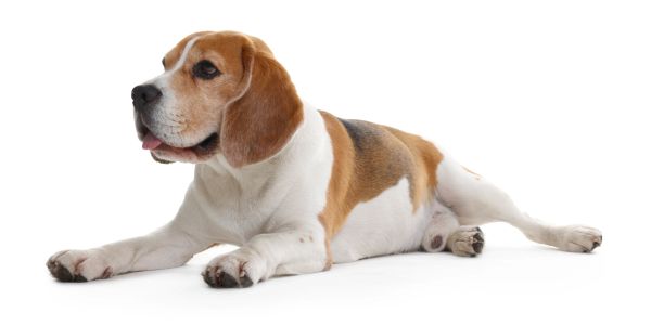 Beagle dog lying down.