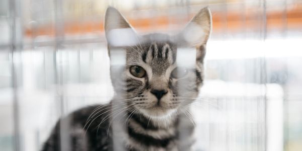 A grey tabby cat behind a cage, looking intently.