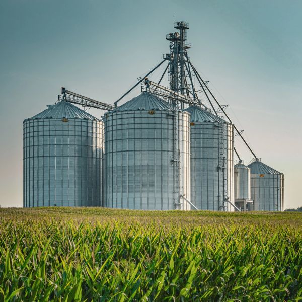 Large metal grain silos stand behind a green cornfield under a blue sky.