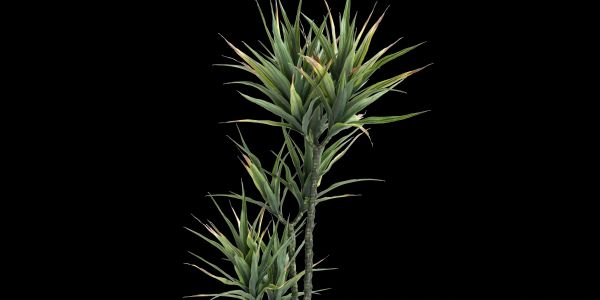 Two tall, spiky green plants against a black background.