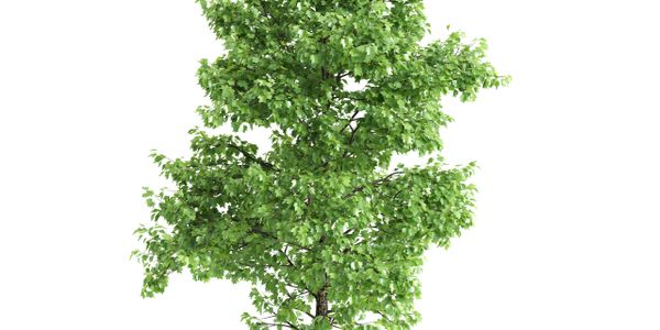 A lush green tree with dense foliage against a white background.