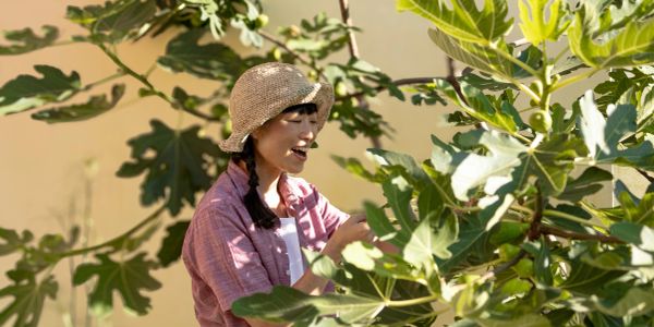 Woman picking leaves from a plant.