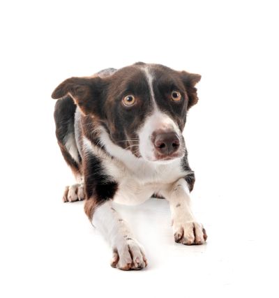 a scared dog 