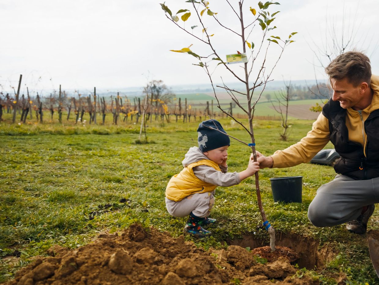 A man and child planting a young tree together outdoors.