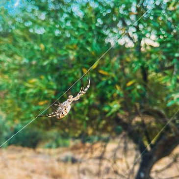 Close-up of a spider on its web outdoors.