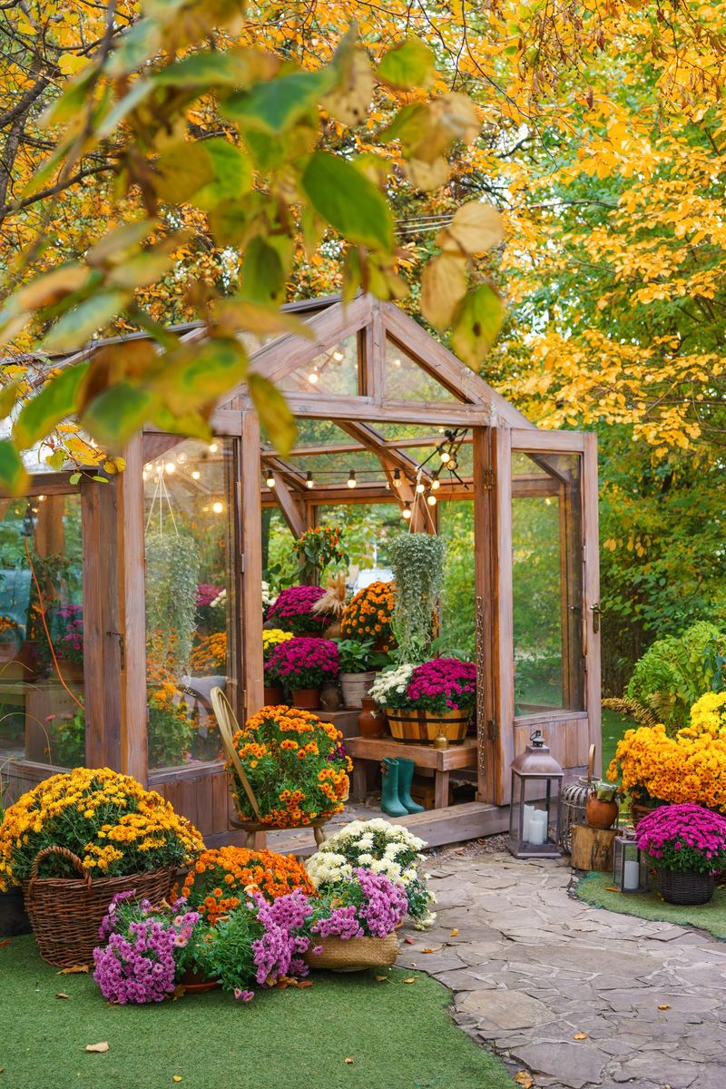 Beautiful wooden greenhouse filled with blooming chrysanthemums in vivid autumn colors surrounded by golden, yellow fall leaves and natural garden path. Gardening, plant breeding, decorative garden