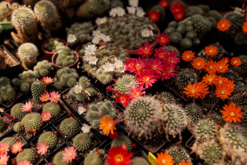 High angle view of a colorful cactus collection in small pots, blooming with vivid orange flowers. The image showcases the symmetry, texture, and striking contrast of desert plants, ideal for botanical, horticultural, and gardening themes focused on natural beauty and greenhouse cultivation.