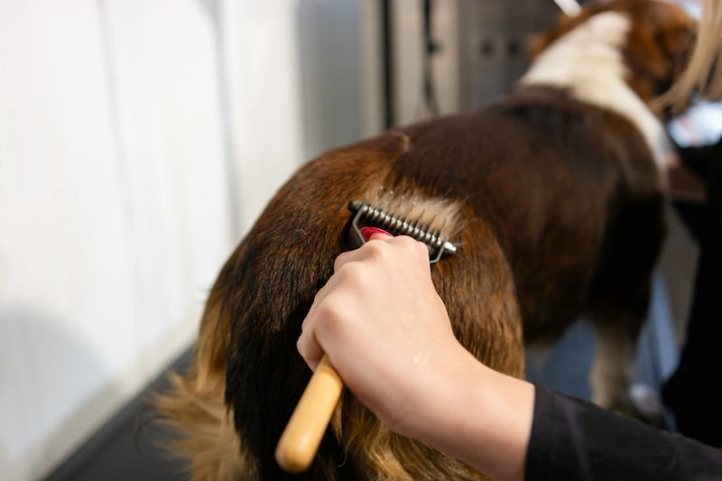 Professional groomer is using a de-shedding tool on a dog's fur, providing essential pet care and grooming service