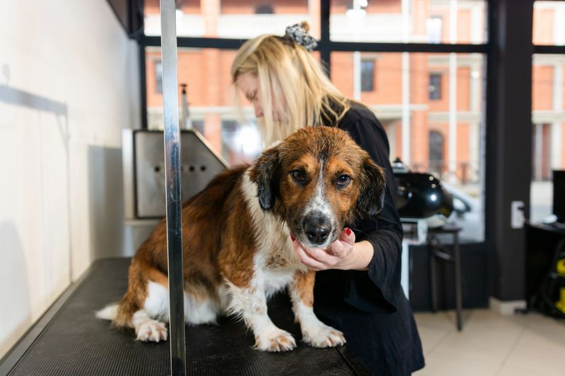 Wet dog enjoys a gentle professional wash by a groomer in a bright modern pet salon, showcasing care and trust during grooming