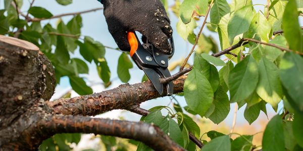 Person pruning a tree branch with garden shears.