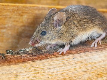 Small brown mouse on wood.