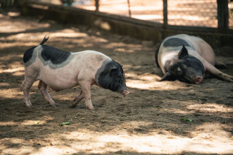 Happy Farm Pigs Enjoying Sunlight in a Natural Setting with One Pig Walking and Another Relaxing in the Shade on Soft Ground