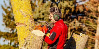 skilled team performing tree health care