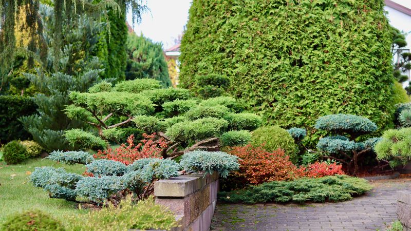 A professionally landscaped garden featuring clipped, trained juniper shrubs and trees alongside a brick walkway, with accents of Azalea Japanese Geisha Red showing vivid autumn red foliage. High quality photo