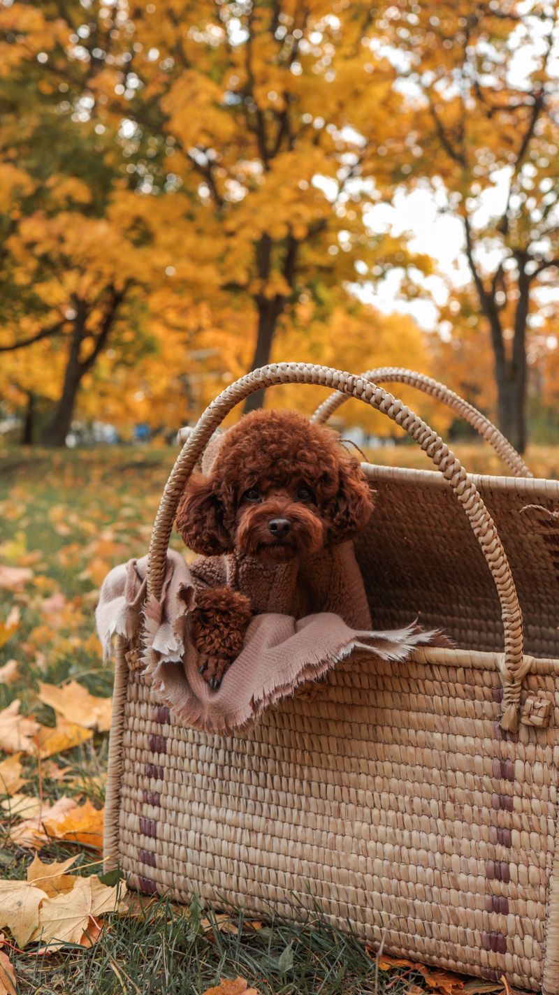 A cute brown poodle puppy sits in a woven basket surrounded by colorful fall foliage, creating a heartwarming scene