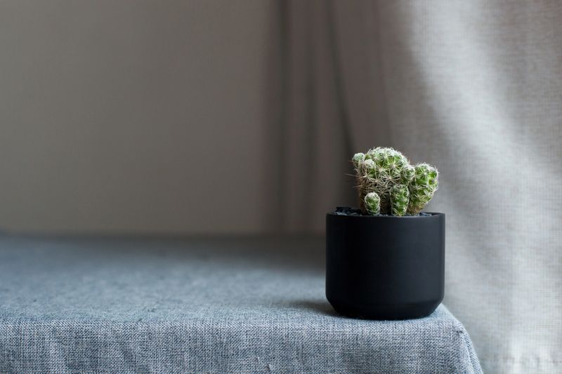 A contemporary interior shot showcasing a small cluster of cacti in a stylish black pot on a textured, grey-blue table covering. The scene is illuminated by a warm, inviting natural light that adds a sense of warmth to the minimalist setting. This image strikes a balance between clean design and cozy warmth, making it versatile for e-commerce product display, home staging, or lifestyle blog headers. The slightly warmer color temperature makes it feel more "lived-in" and appealing for residential and comfort-focused themes.