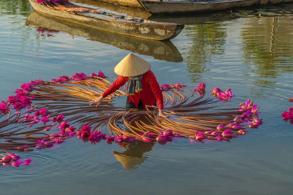 Person arranging pink lotuses on water wearing a traditional hat.