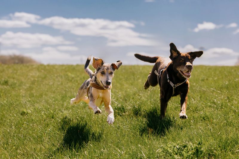 Two happy dogs are running across field against blue sky. spotted greyhound and Labrador retriever. pets enjoying themselves on walk. the dog jumps over green grass. walking, animal training.