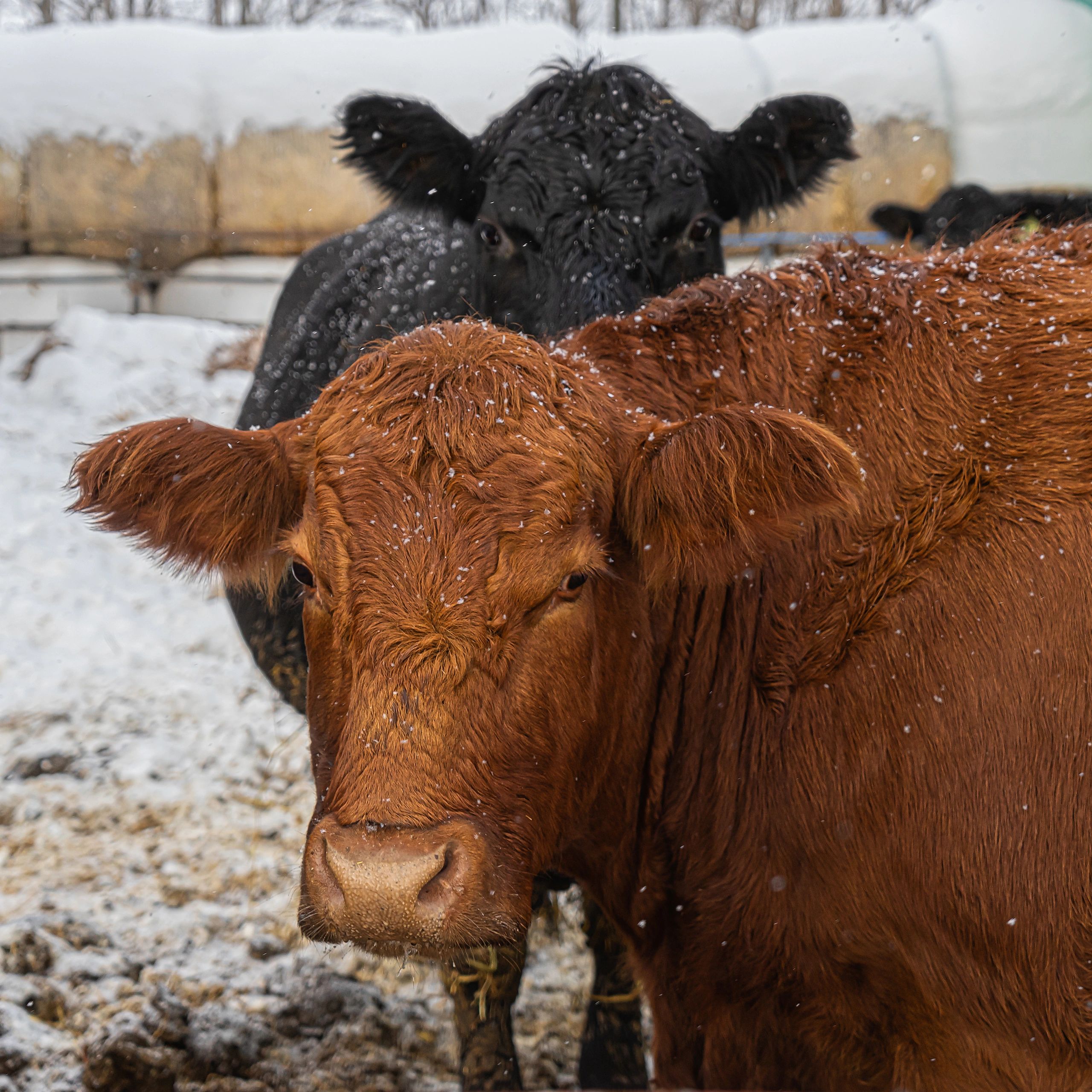 Southern Oregon Livestock Auction