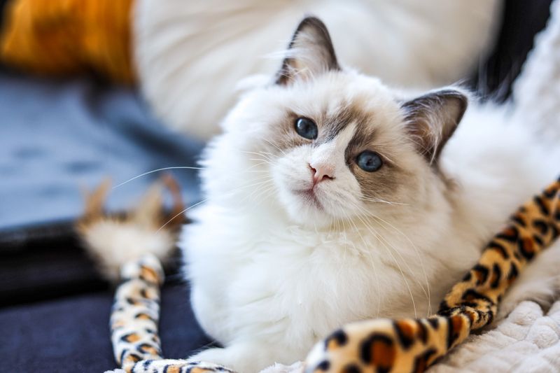 Adorable cat relaxing in a living room. Domesticated animal pet