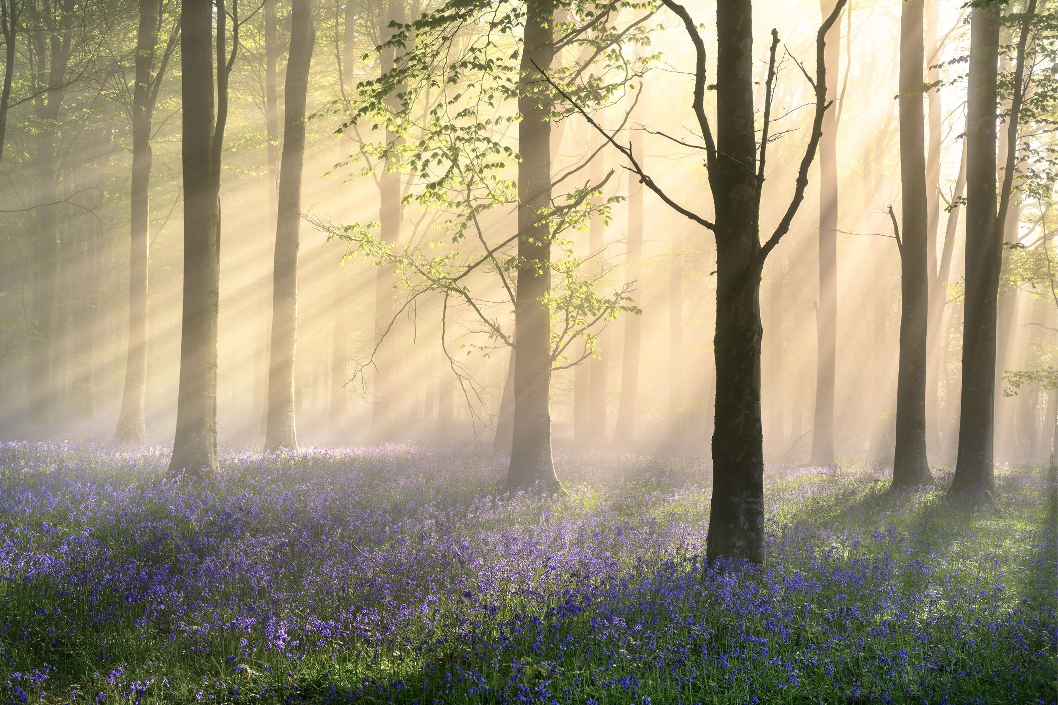 Sunlight streams through a forest with blue flowers.