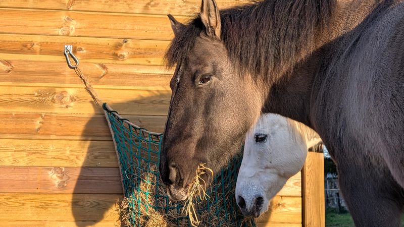 Two horses Eating Fodder Hay from Net Feeder Hanging on Stable Paddock during golden hour. Rural farmland scenery. Copy space.