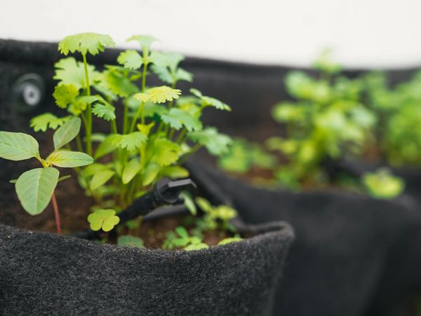 Growing plant represents coaching growth in workplace safety.