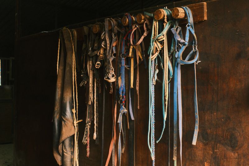 A collection of horse tack, straps, halters, and ropes hanging neatly on wooden pegs inside a dimly lit stable.