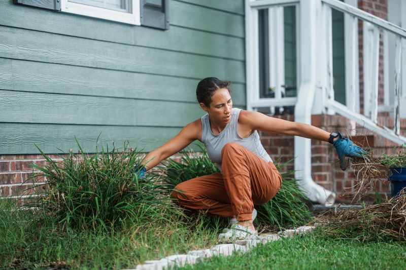 A Eurasian woman focuses on clearing weeds from the garden bed in the front yard of her suburban home on a warm summer day.