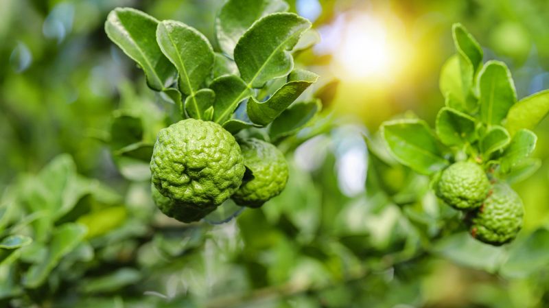 Closeup of rough skin Kaffir lime on tree with green leaf in nature. Raw Bergamot fruit for essential oil, hair care, and Thai cuisine ingredient in sunny summer garden farm concept.