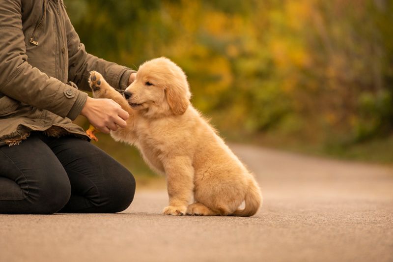 A joyful dog and owner engaging in training exercises in a sunny outdoor setting.