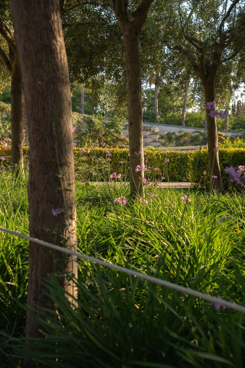 Vertical photo of a peaceful park with tall trees, dense green grass, and warm sunlight creating soft shadows. The photo captures a natural path through vibrant vegetation.