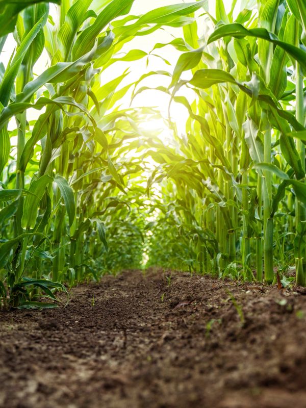 Sunlight filters through tall green corn plants in a field.