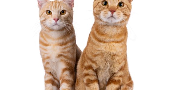 Two orange tabby cats sitting side by side against a white background.