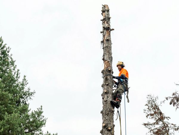 #TREETRIMMING, #TREESERVICE, #TREEREMOVAL, #EMERGENCYTREESERVICE, #TREEPUNING
