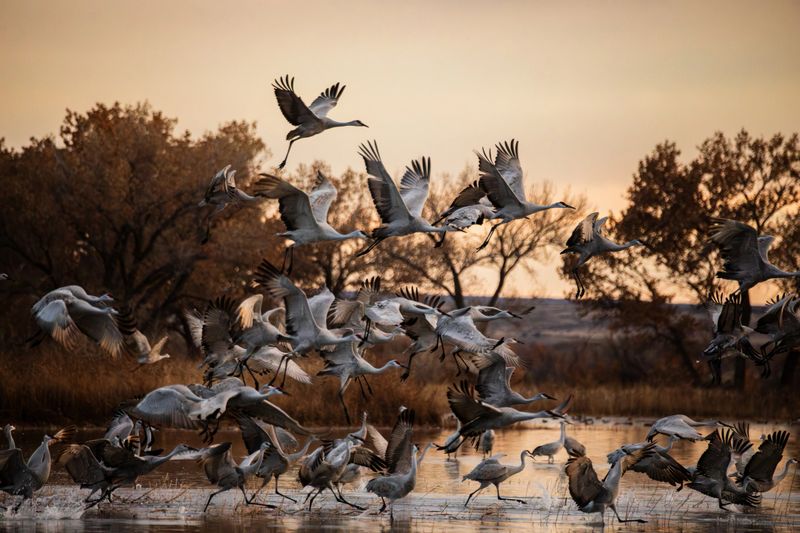 Sandhill cranes, Bernardo Waterfowl Management Area, New Mexico