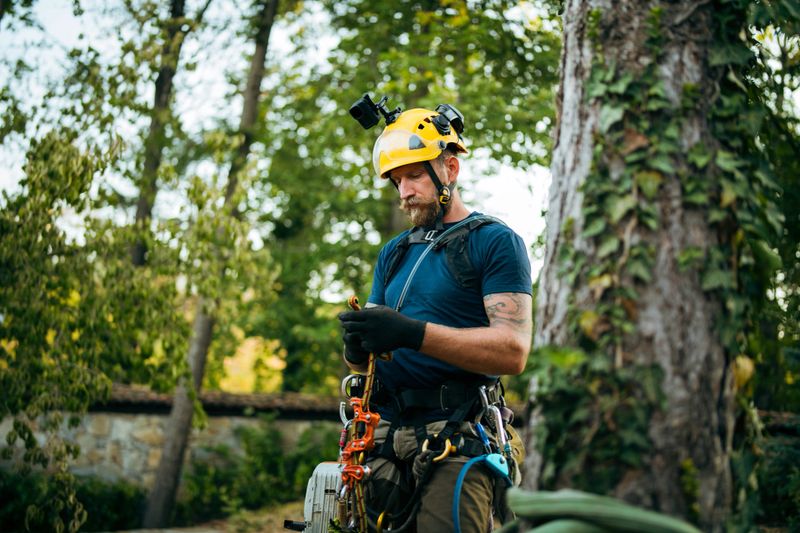 Mid adult professional tree surgeon preparing his gear,fastening his safety harness and adjusting his helmet before starting the job.